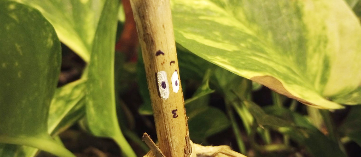 Super-Quick (Biodegradable) Funny Stick People